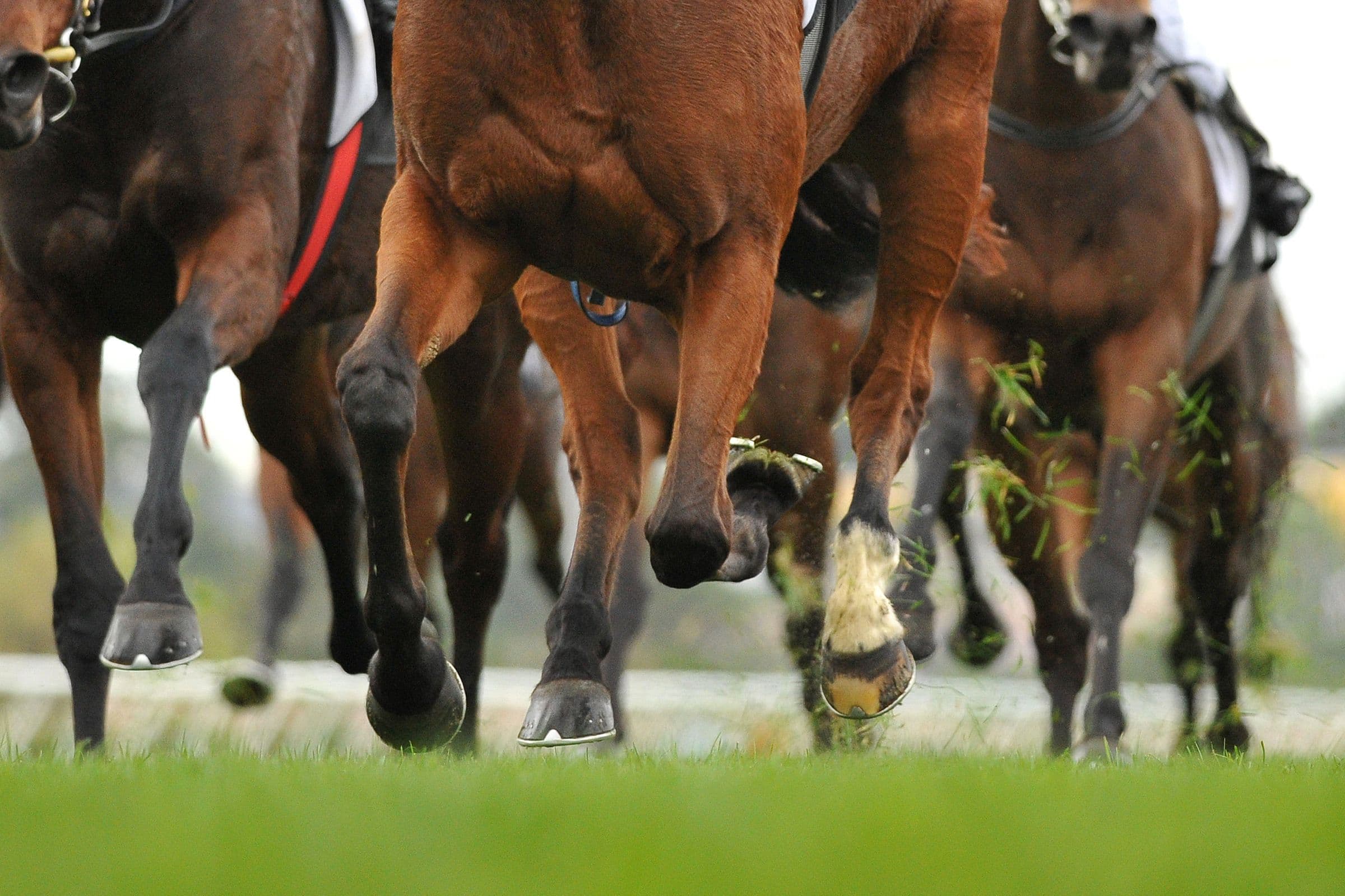 Bet365 Enters French Horseracing Market Through Partnership With ZEturf